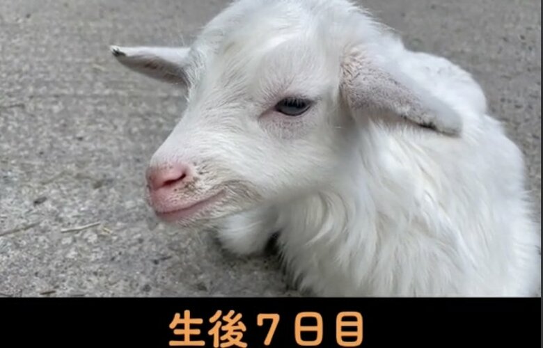 生後7日目