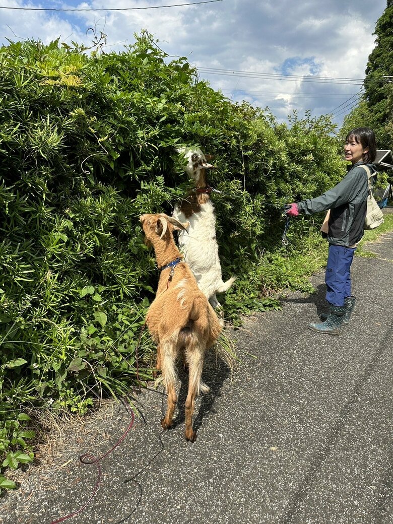 保護活動の一環として、飼い主が亡くなったヤギの世話をしたことも