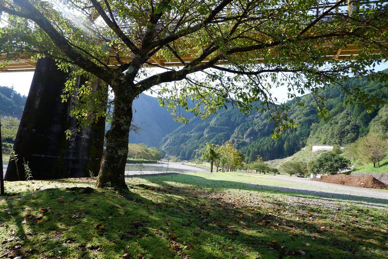 下北山村の木漏れ日