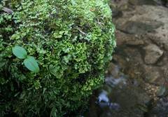 日本に約1900種も「コケ散策」ルーペの中の神秘的な別世界