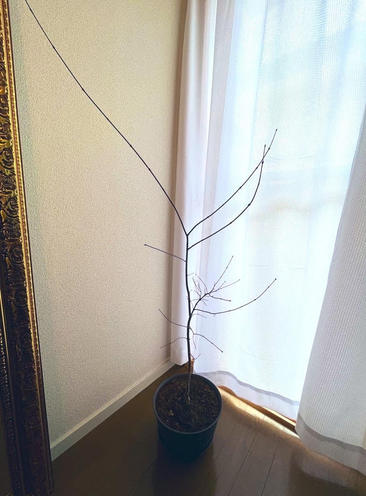 葉っぱは落ちてしまったものの元気に背が伸びているワンコロもちべヱさんの「イロハモミジ」