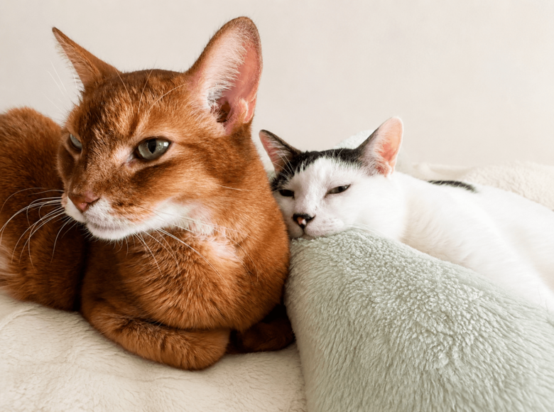 愛猫のカボスちゃん（左）と割りくん（右）