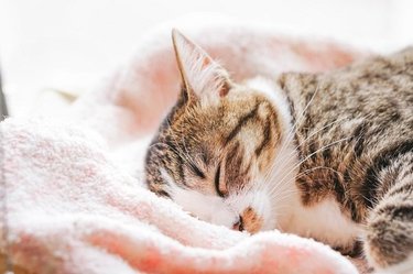 睡眠時に夢を見ない人はいない！？驚きの豆知識まとめ