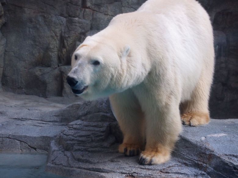 フブキの母親のユキ。ただいま子育てに奮闘中！