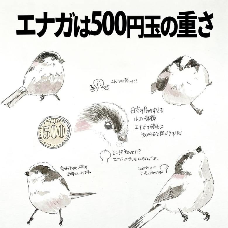 エナガは500円玉の重さ