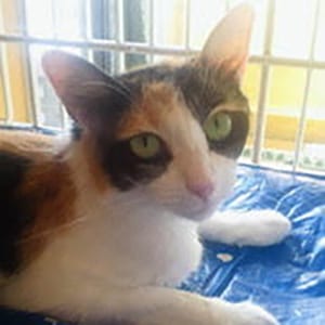 引き取った当時の月子ちゃん