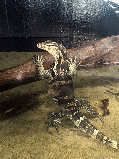 原生林やマングローブが茂る水辺の近くに生息する、ミズオオトカゲ。魚以外にも、日本には生息しない水辺の珍しい生き物を見られます。