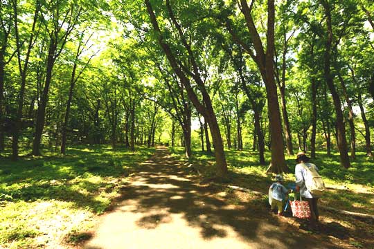 歩きやすく舗装された道が続く
