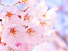 桜の名所！おすすめ花見スポットベスト5【東北編】