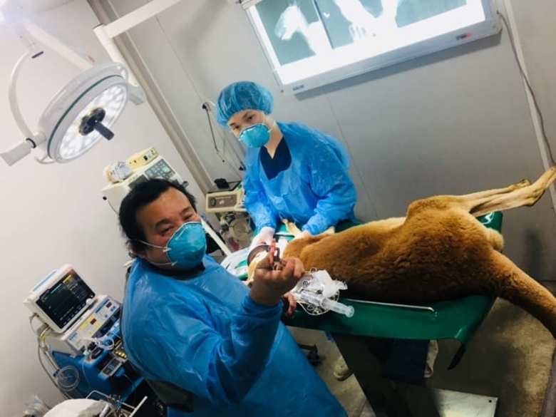 アカカンガルーの手術に立ち会う町田さん