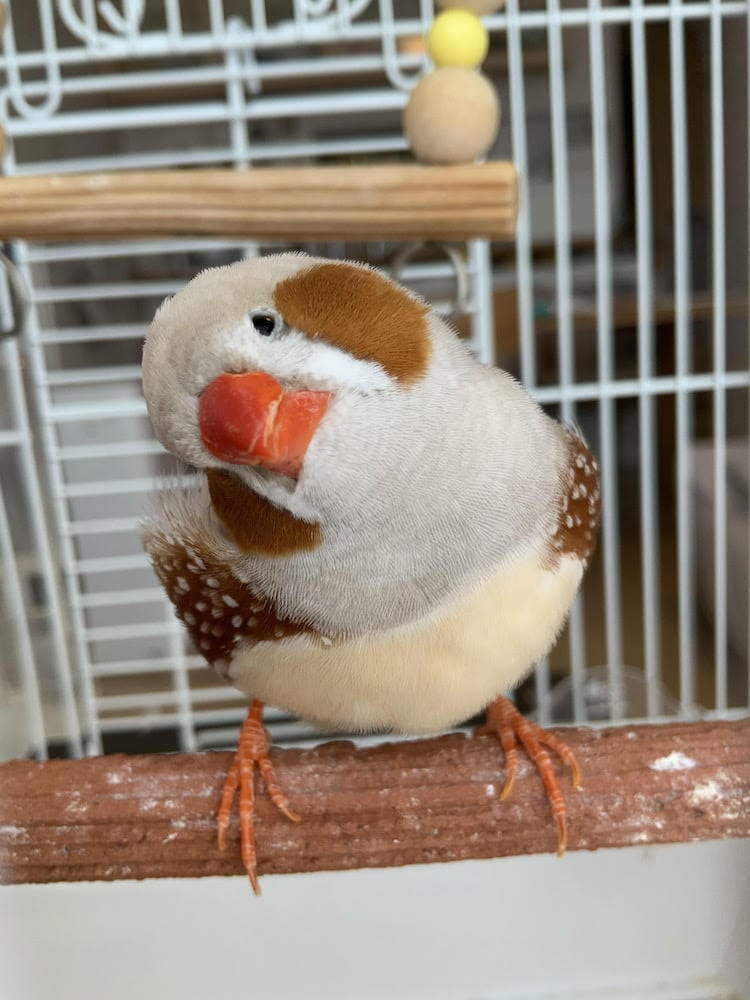 門監督は大の鳥好き！