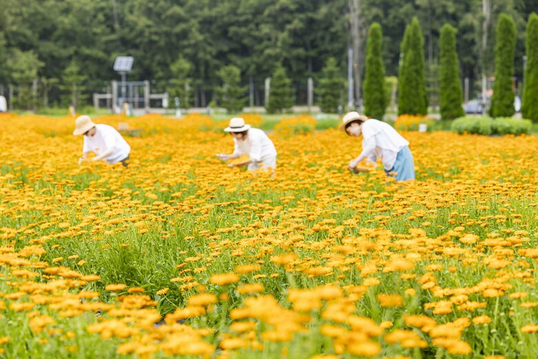 北海道白老町の自社農園でていねいに育てられているカレンデュラ