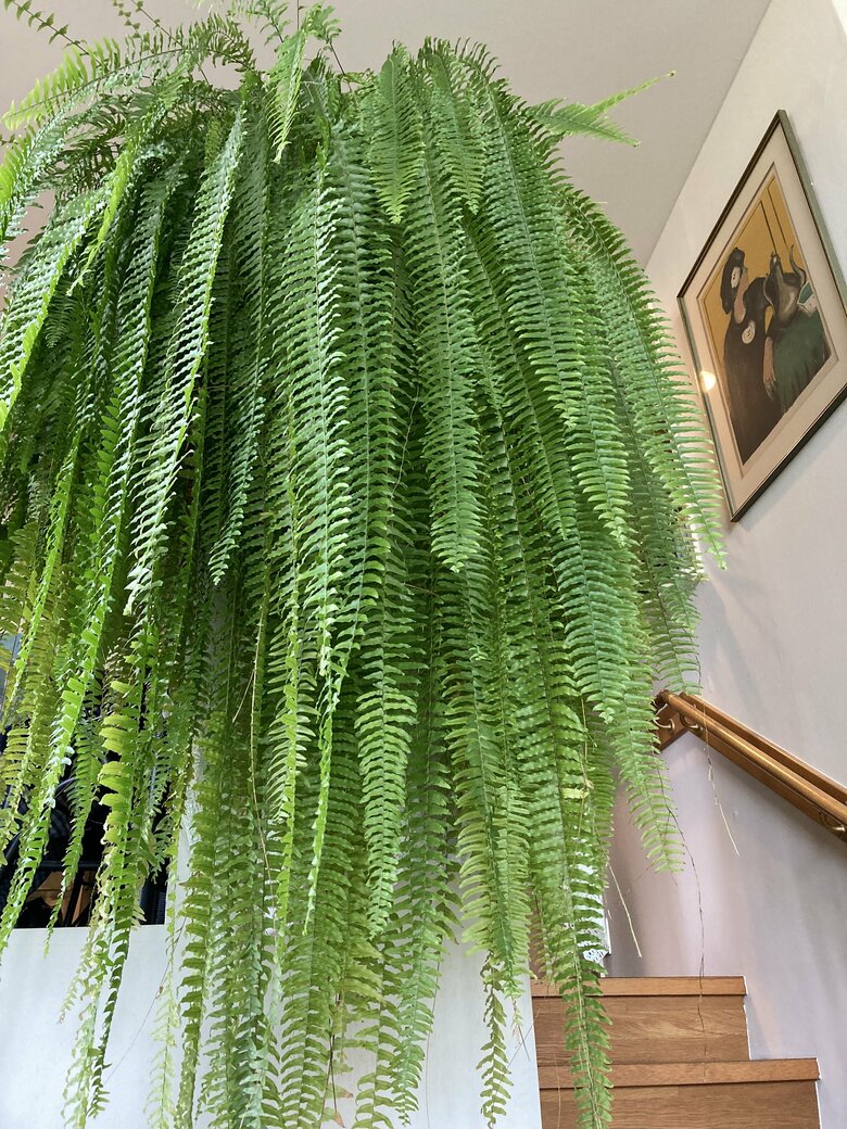 お部屋で存在感を放つ「ネフロレピス」の葉。ミニサイズからここまで育てたそう