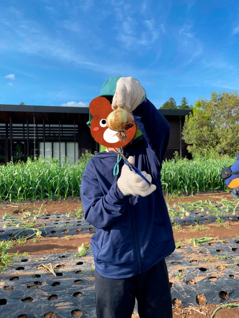 畑での収穫経験も