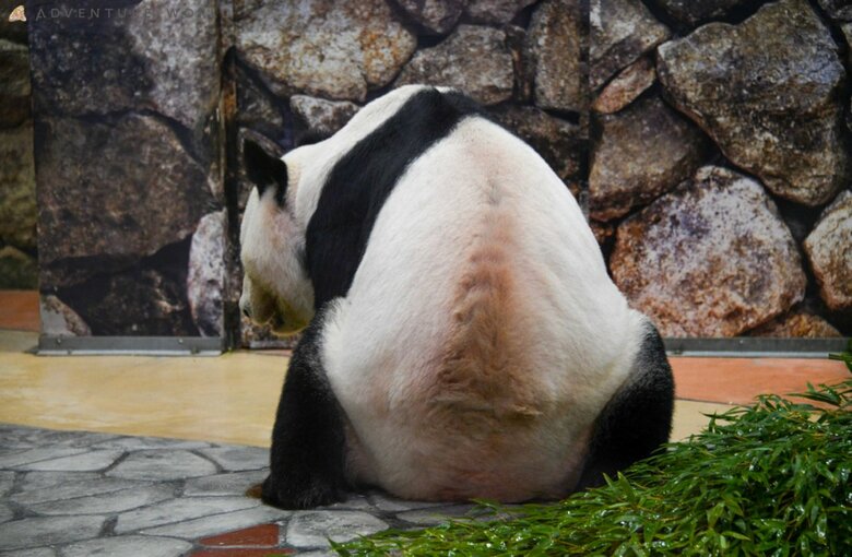 ダイナミックな永明のおしり