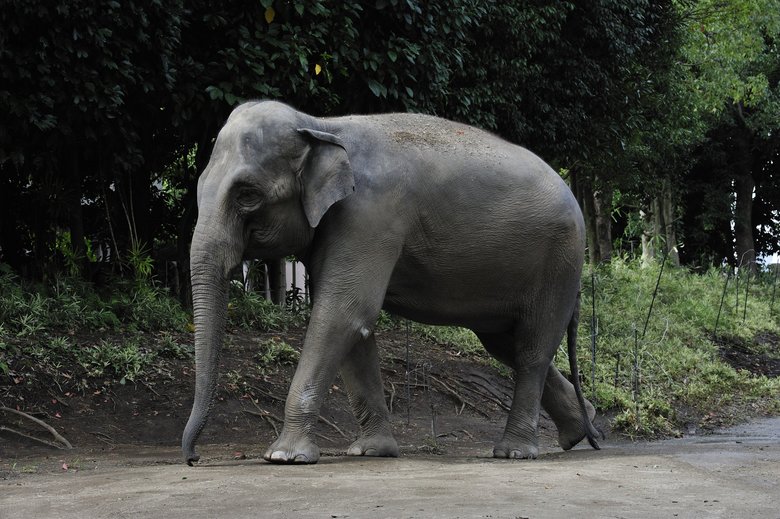 ▲よこはま動物園ズーラシアのアジアゾウ（写真提供：今泉忠明先生）