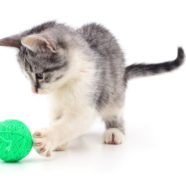 猫がじゃれてる〝白いもの〟は…ペットの仕業で旦那の不倫がバレちゃった!!