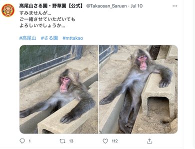 ボス猿の苦悩…？」7頭の赤ちゃん猿が誕生も高尾山さる園で何が「園長に