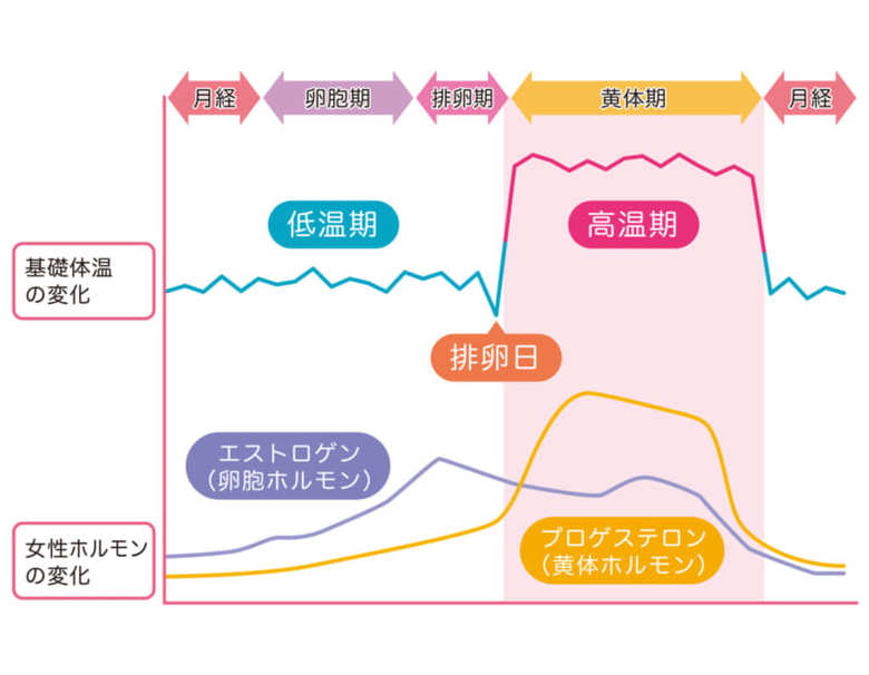 基礎体温と女性ホルモンの変化グラフ