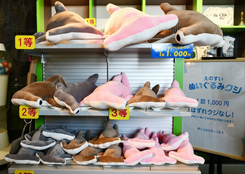 ちょっと見慣れないこちらはシュモクザメ