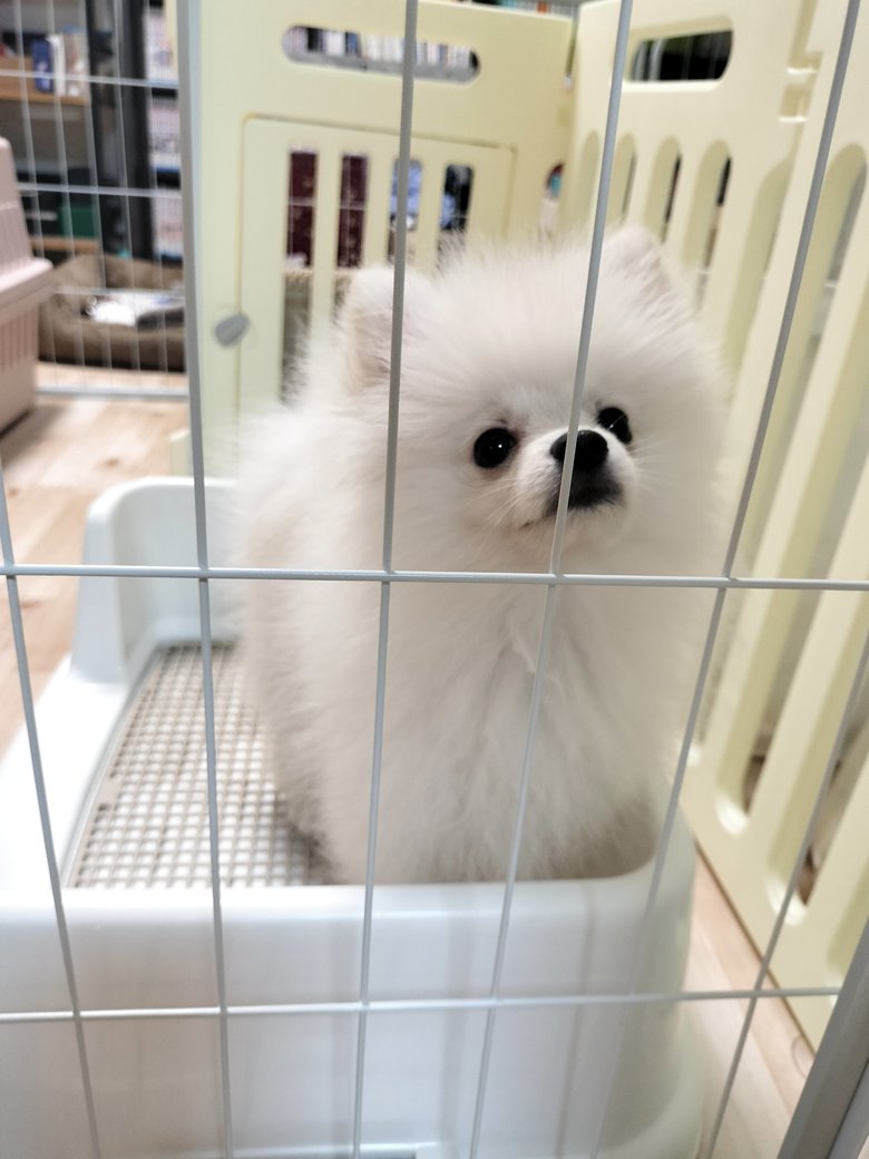 新しい家族のわんちゃん。まるで微笑んでいるような愛らしい表情にくぎつけ！