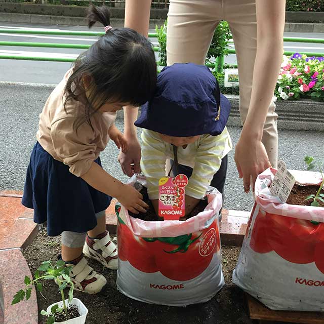 袋のまま育てるので、畑やプランターを置く場所がなくてもトマトを育てられる。 