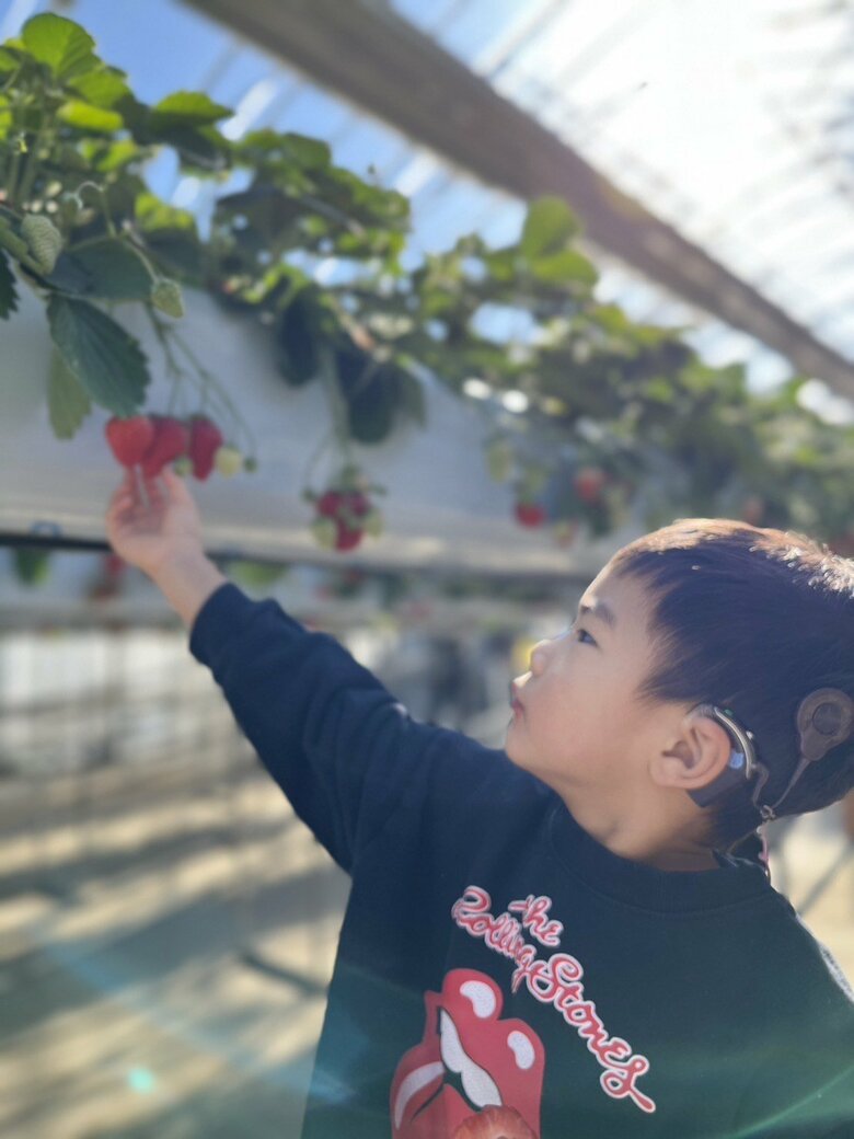 イチゴ狩りをする息子さん。たわわに実ったイチゴが赤くて美味しそう！