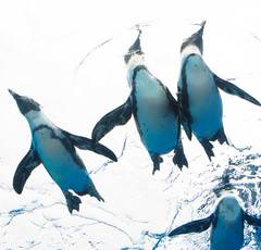 水族館で子どもが学ぶ「観察する力」と「海の怖さ」