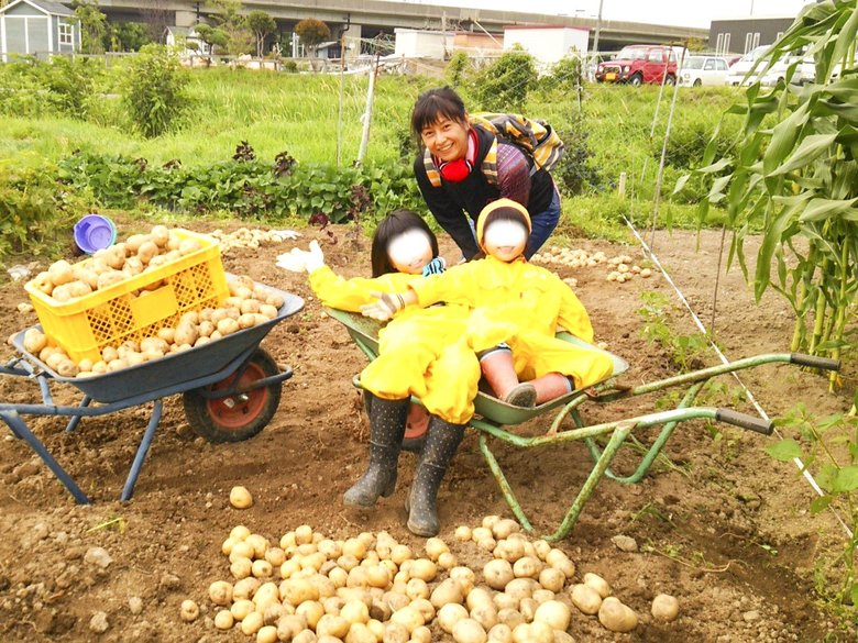 じゃがいもの収穫も家族で