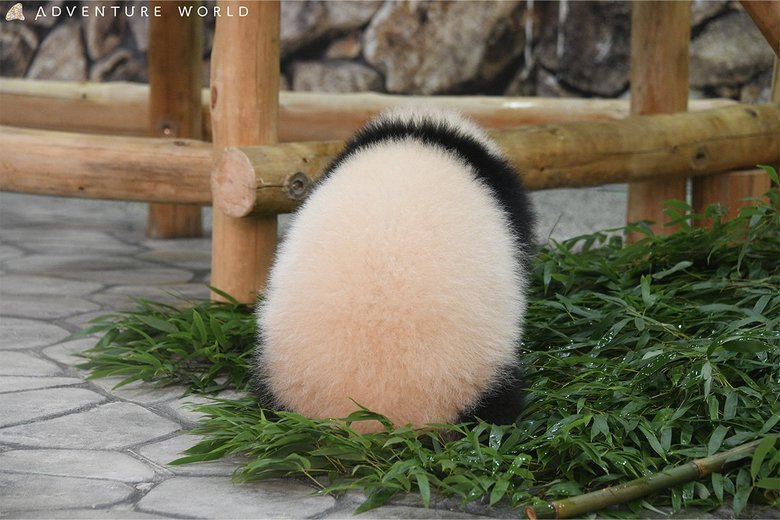 ふわふわのボールみたいな綿⽑のおしりは楓浜（2歳）