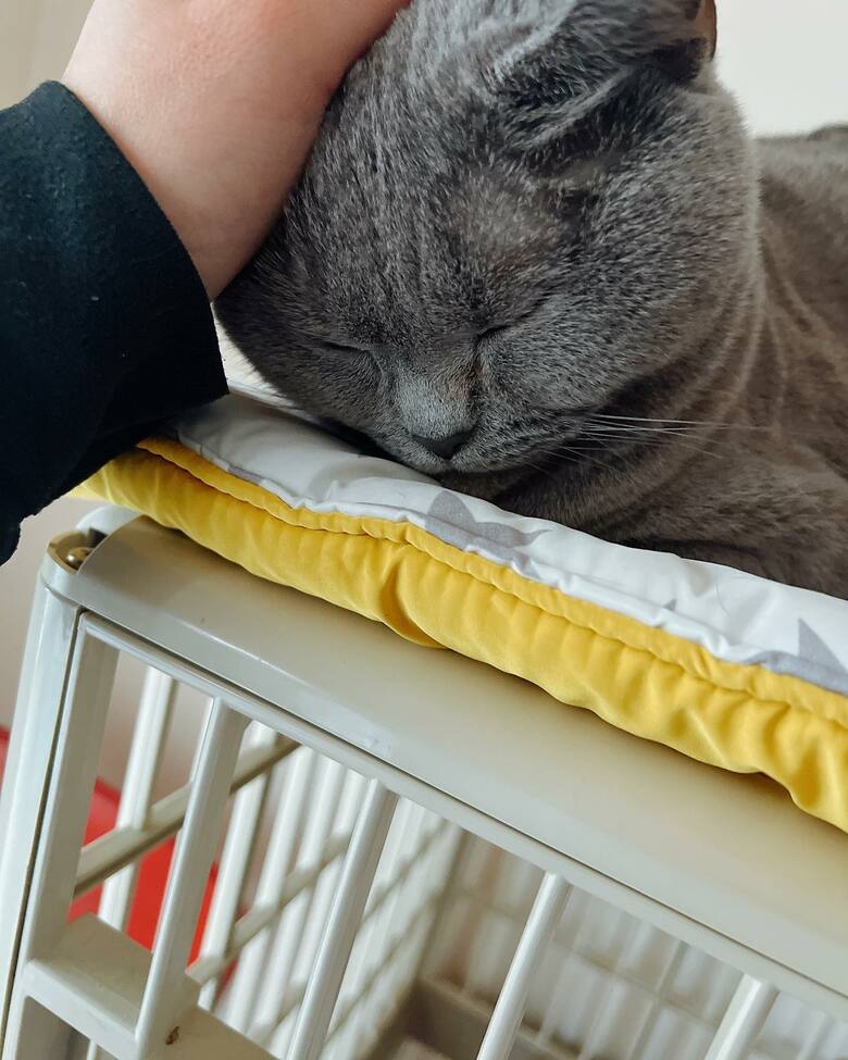 毛並みがモコモコで気持ち良さそうなすずちゃん！八木沼さんの大切な家族を公開