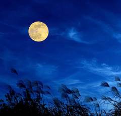 中秋の名月とは？今年のお月見を楽しむ豆知識