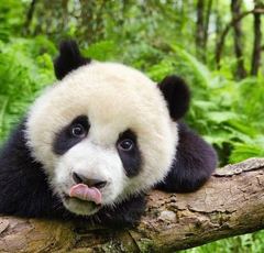 全世界120億円以上興行収入！『アース』10年ぶりの新作はアメイジングな最高傑作