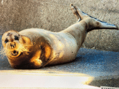 「タマちゃんを見守る会」22年続く現在の姿「アゴヒゲアザラシが姿を消してもなぜ会は存続したのか」