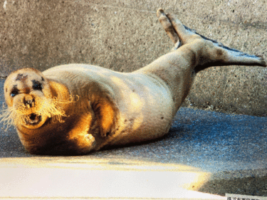 「タマちゃんを見守る会」22年続く現在の姿「アゴヒゲアザラシが姿を消してもなぜ会は存続したのか」