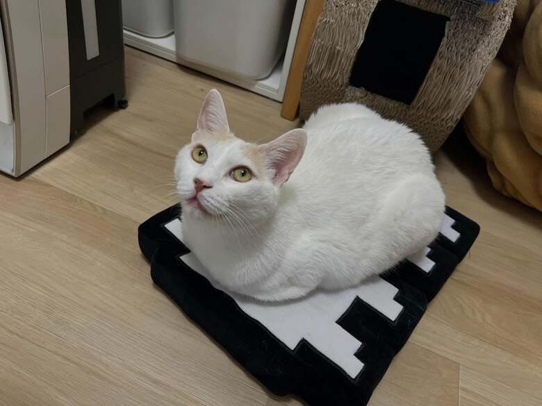 手足をたたんだ「香箱座り」の雷神ちゃん