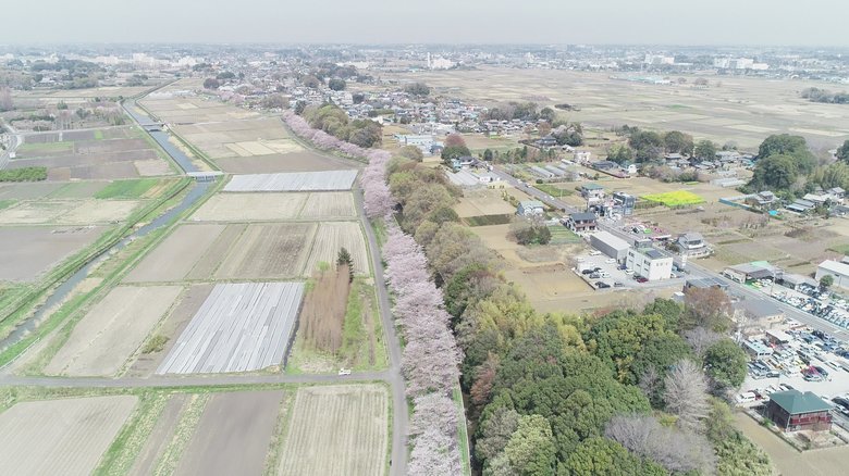 見沼田んぼの桜回廊（5/7）