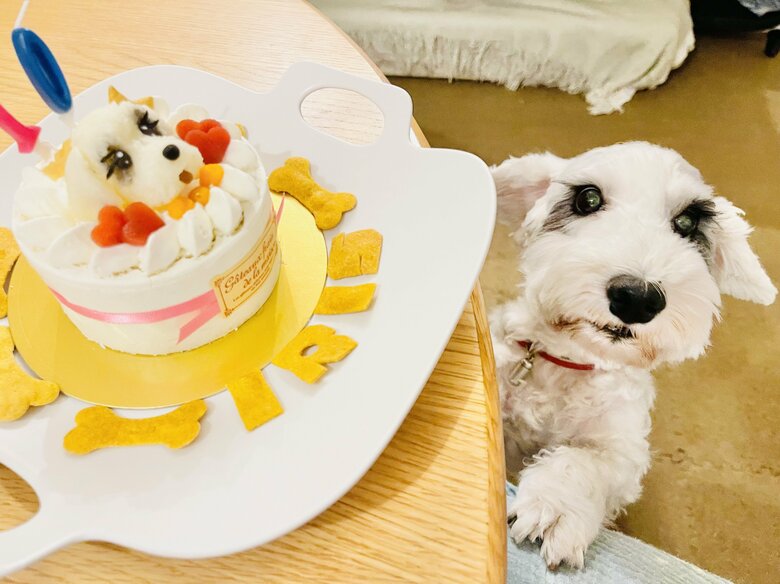 「カメラ目線がかわいすぎ！」そっくりなお誕生日ケーキを前にしたイリス