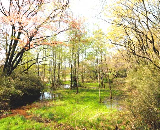 野鳥観察にもおすすめ