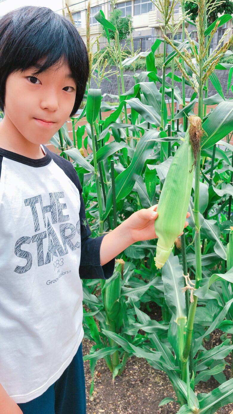 13歳2か月。トウモロコシ収穫