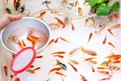 どうしても取れない！子どもでもマスターできる金魚すくいのコツ