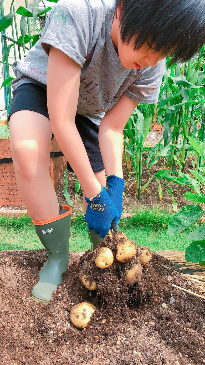 13歳3ヶ月。ジャガイモ収穫