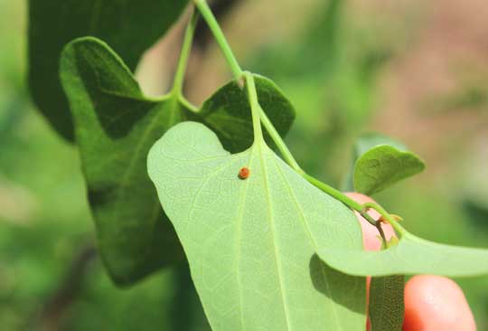 ジャコウアゲハの卵は美しいオレンジ色