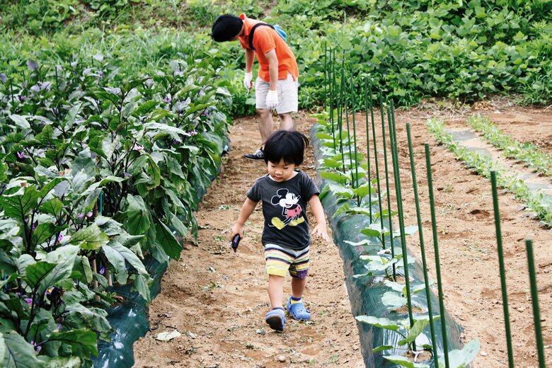 2歳2ヶ月。千葉でナスを収穫