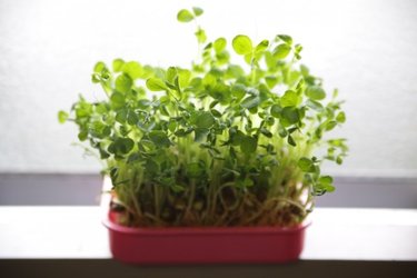 コスパ抜群！　豆苗の水耕栽培のメリットと注意点まとめ