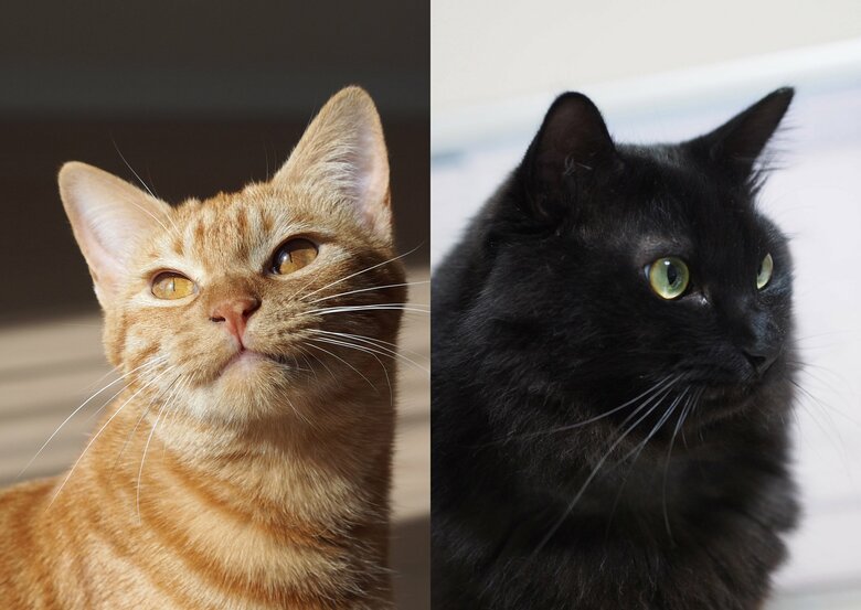 以前飼っていた2代目の黒猫「どんぐり」（右）と、3代目の「にゃん太」（左）。