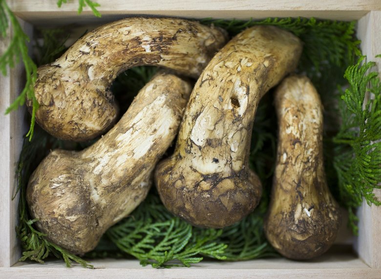 Matsutake Mushrooms