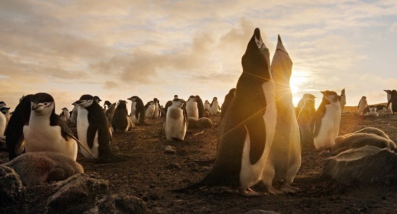 ペンギンの群と夕日