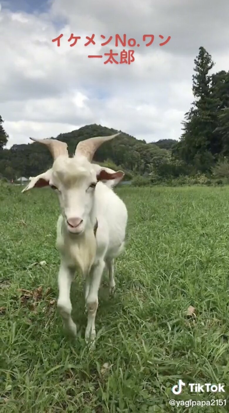 イケメンの一太郎