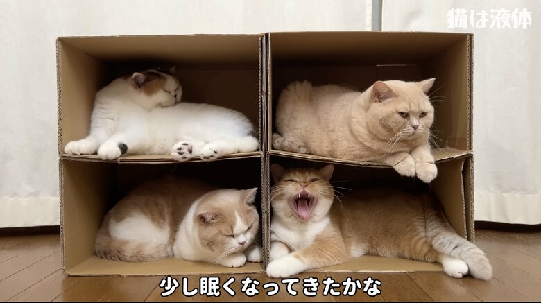 段ボールのカプセルホテルでウトウト…